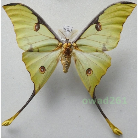 Argema mimosae (Boisduval 1847) male ex. pupa Kenya 112mm89d